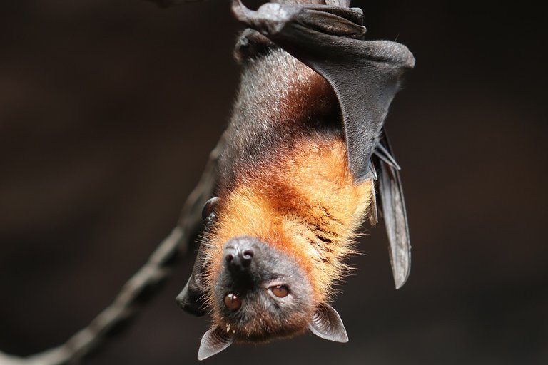 bat_4887509_1280.jpg