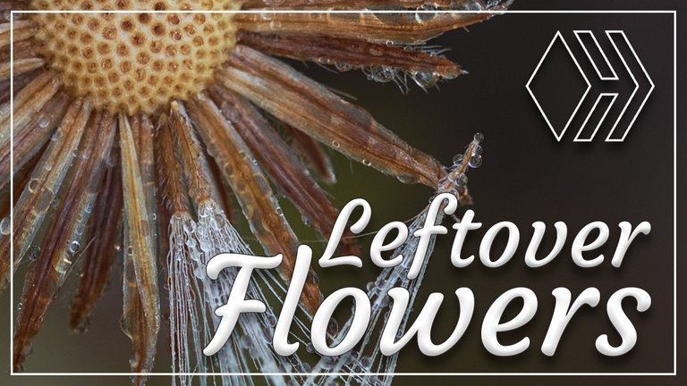 Leftover Flowers - Happy Valentine's Day