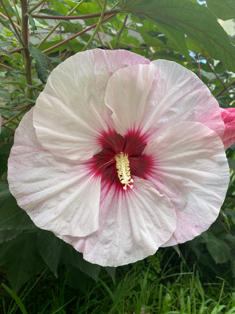 Hibiscus