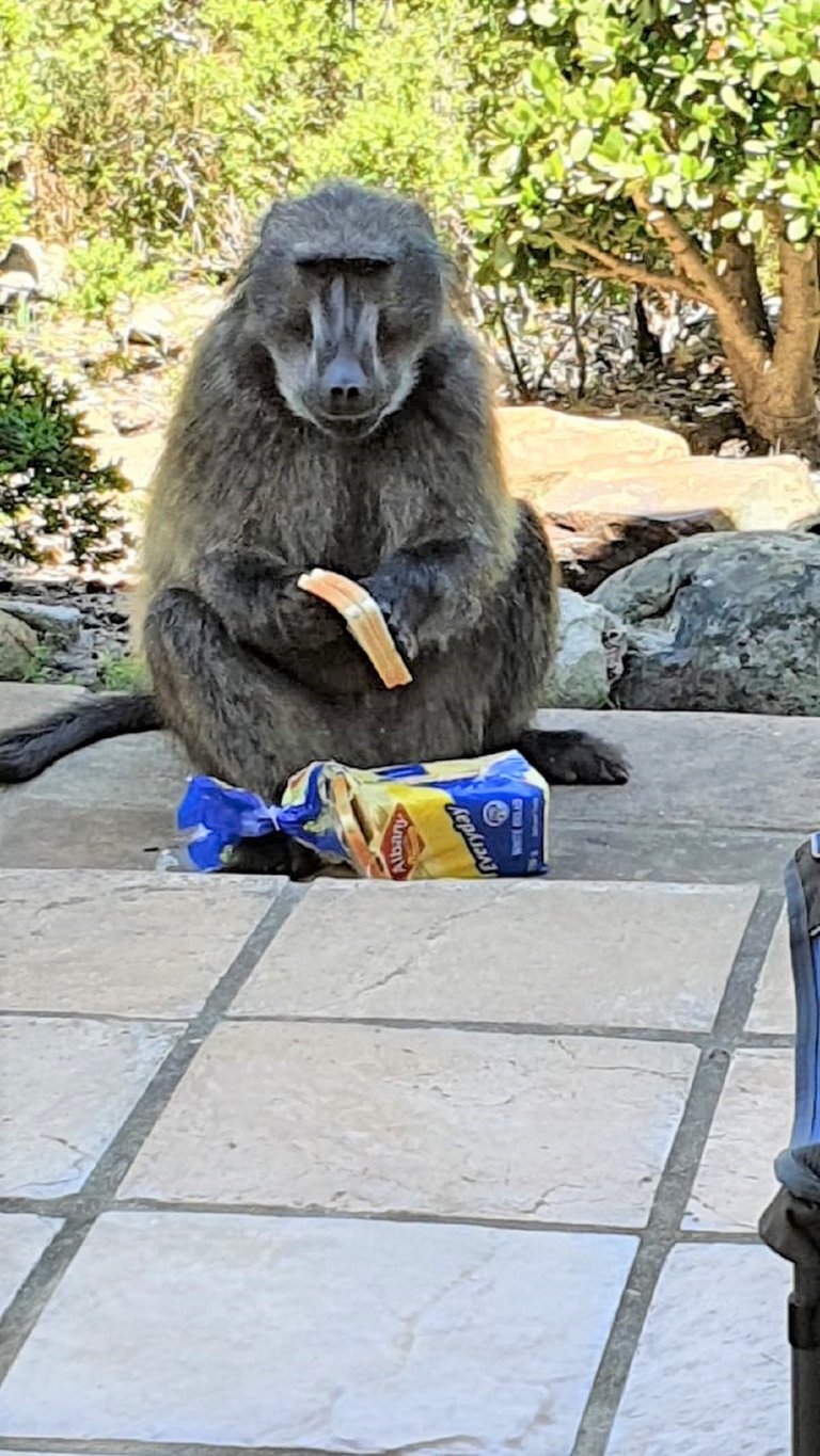 baboon_with_bread.jpg