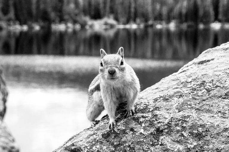 ground_squirrel_bw.jpg