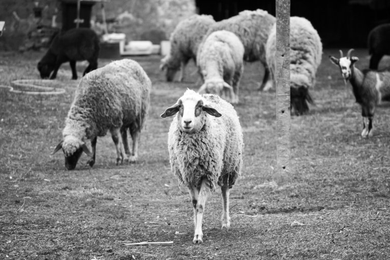 bw_sheep_img_4567.jpg