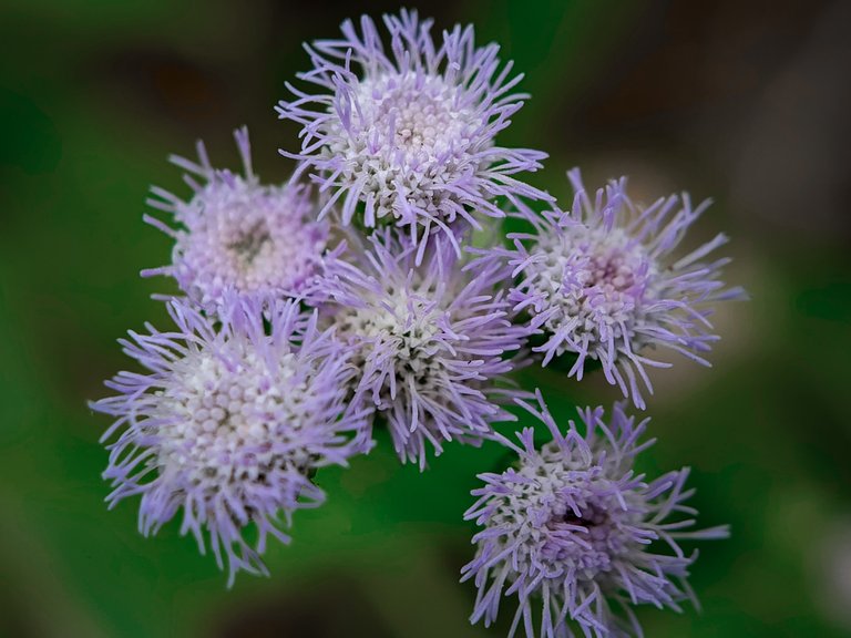 Beautiful flowers with a million charms