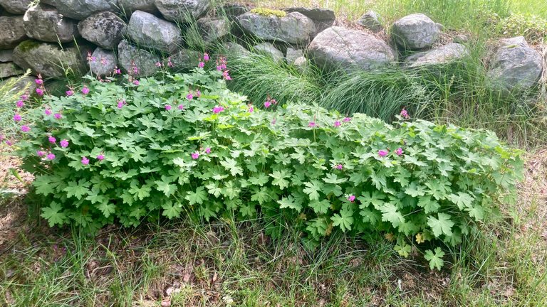 Sweet Geraniums