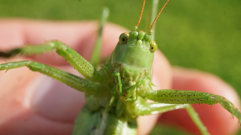 One big fat grasshopper