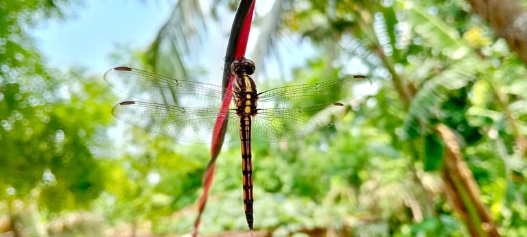 Dragonflies