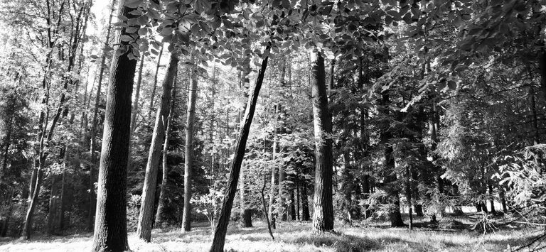 The Forest in Shades of Silence– Black & White Solace/Las w odcieniach ciszy – czarno-białe ukojenie