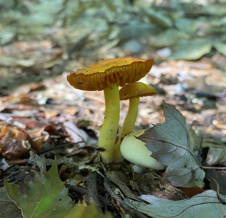 Gills and leaves