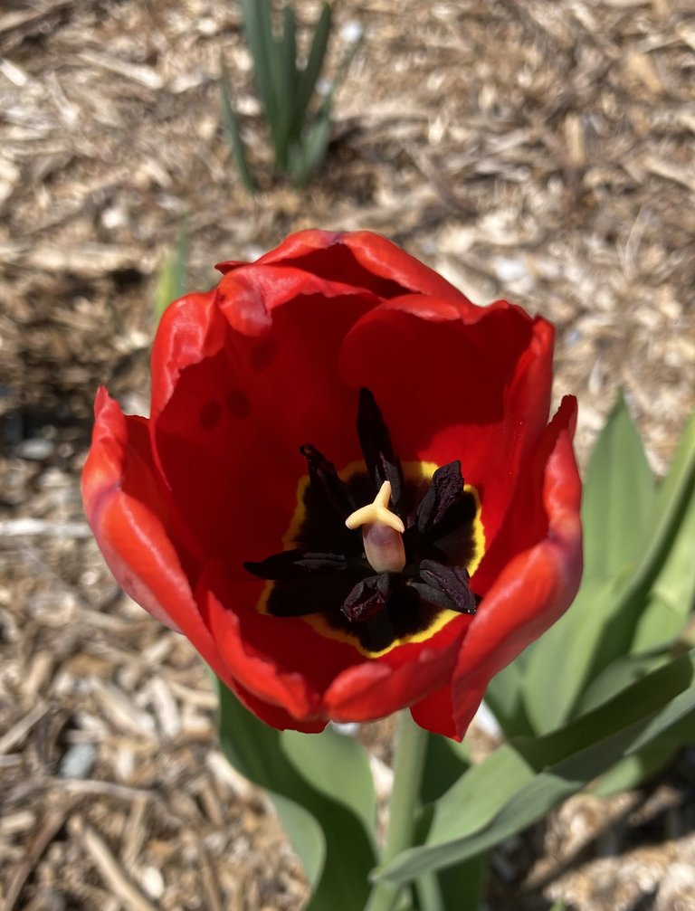 Tulip