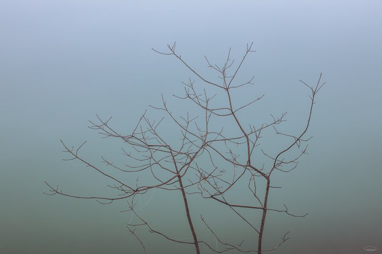 Dense Fog behind the Branches