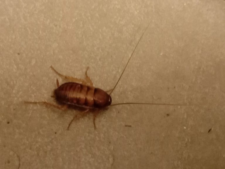 cockroach.
