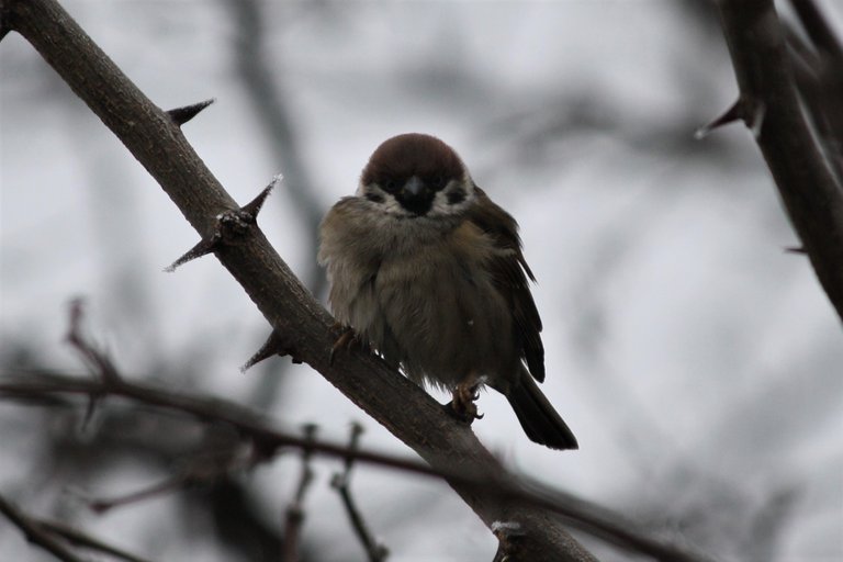 sparrows_04_2_.jpg