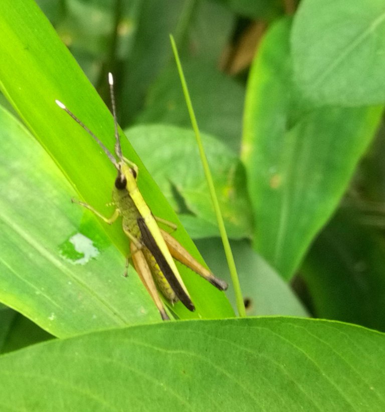 Phlaeoba formosana