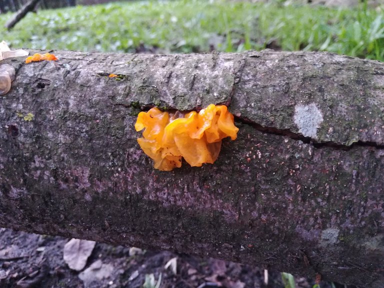 Small fruiting bodies growing on a fallen branch