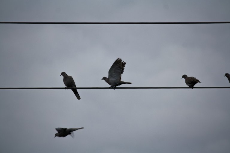 eurasian_collared_dove.jpg