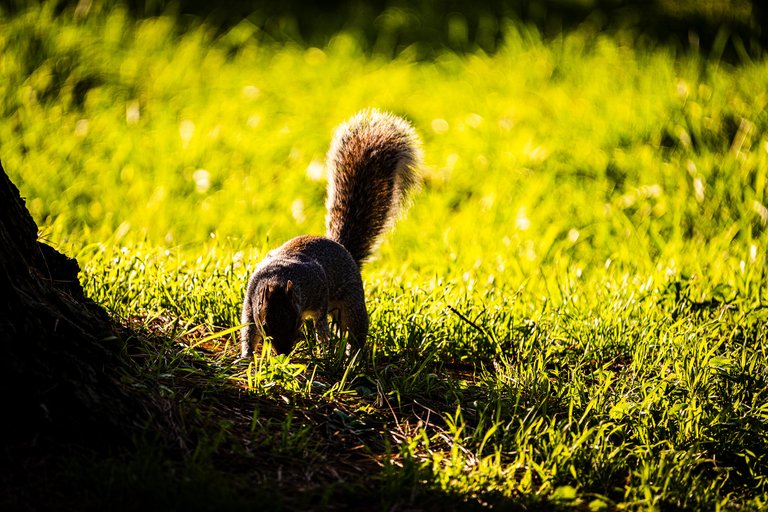 A Grey Squirrel digs around the roots of a tree