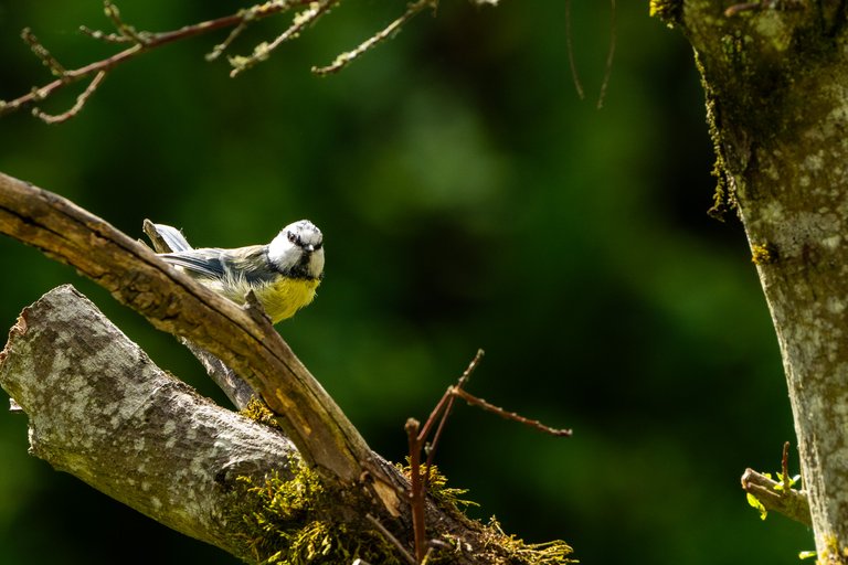 A Blue Tit sits on a mossy branch