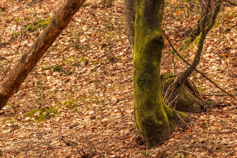 Lake Forstsee: mossy beech tree