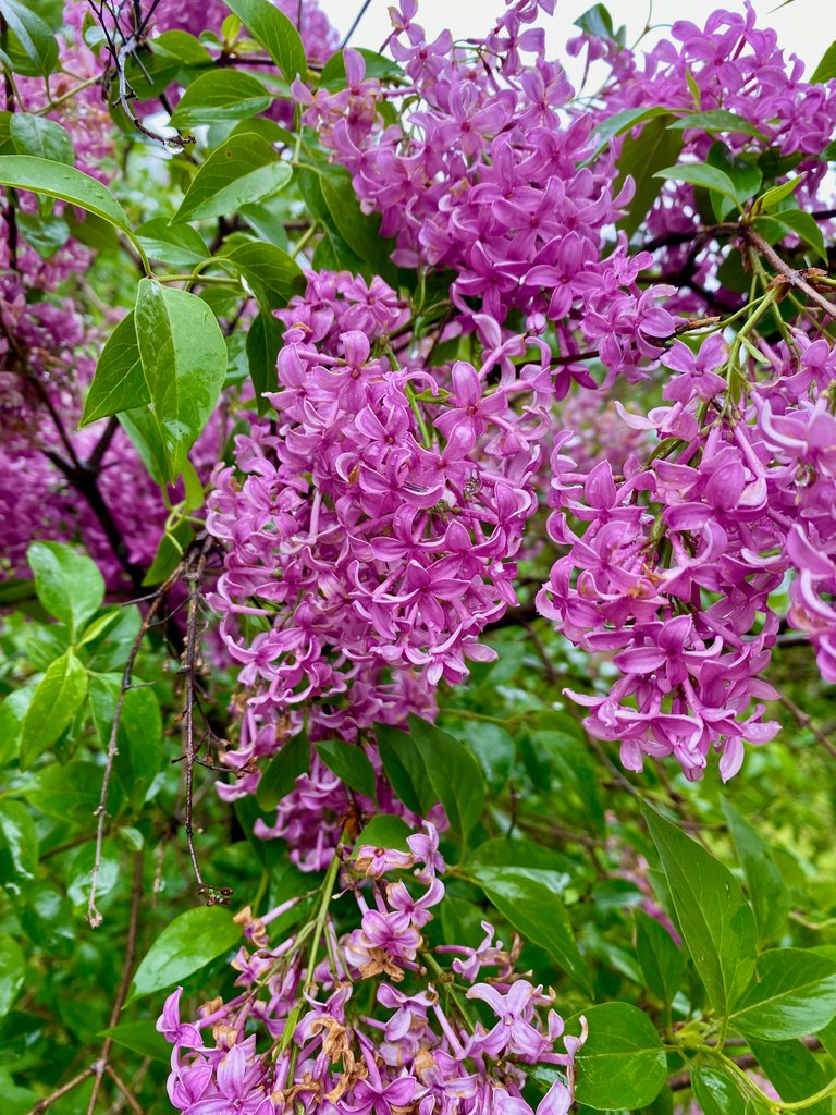 Fading lilacs