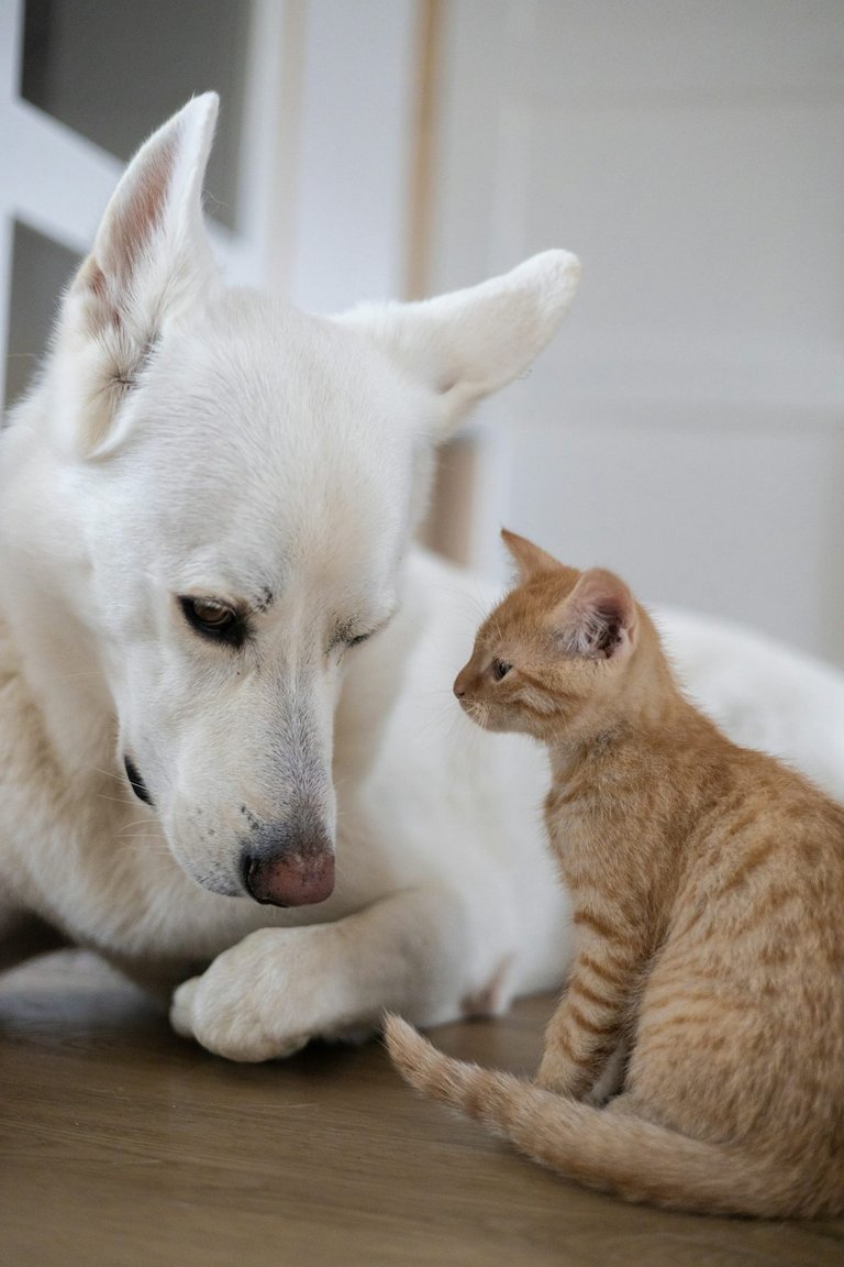 My favorite pets - A dog and a cat
