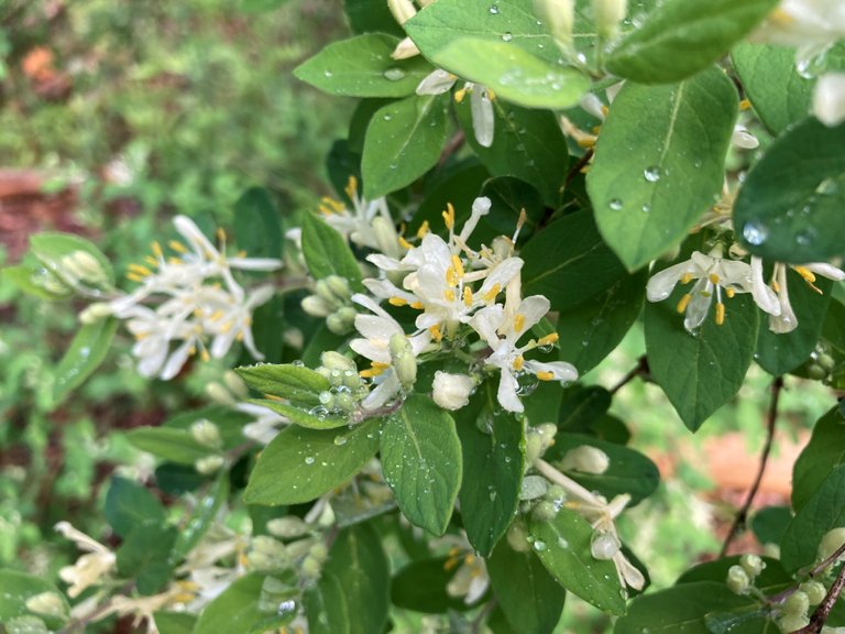 Honeysuckle