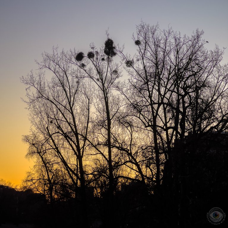 Mistletoe Silhouette