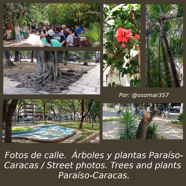 Fotos de calle.  Árboles y plantas Paraíso-Caracas. / Street photos. Trees and plants  Paraíso-Caracas. (14 Pics) ESP/EN .