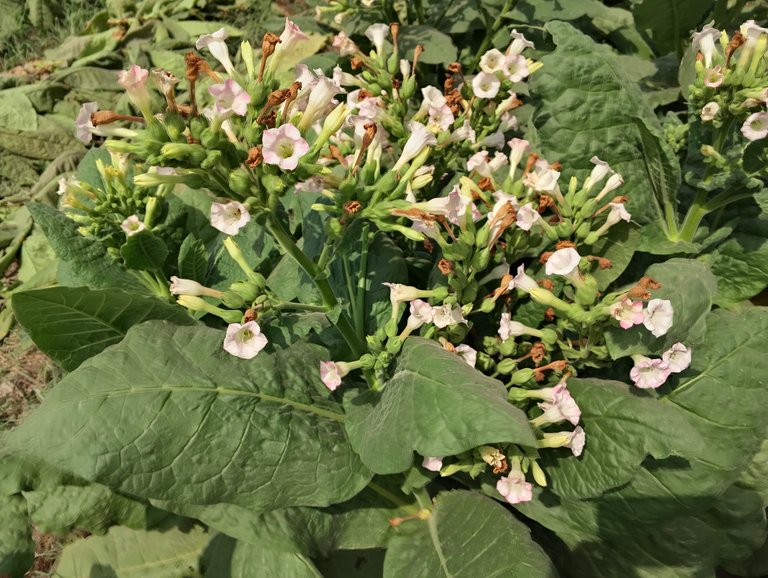 Tobacco Crop Update: Harvesting Season Going On