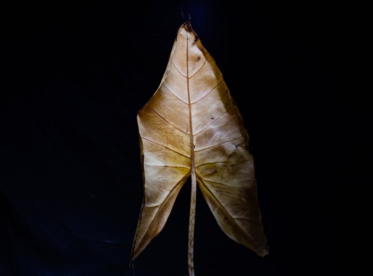 2021_10_20_dead_leaf_19_lr_2.jpg