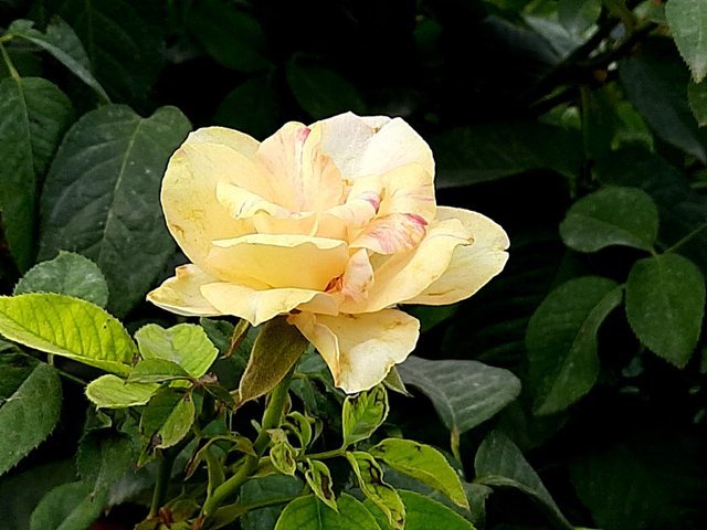 rosa_peace_flower_plant_2