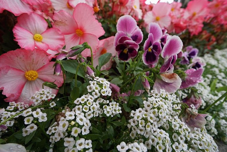 flower_6.jpg