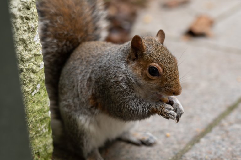 Grey squirrel eats a peanut