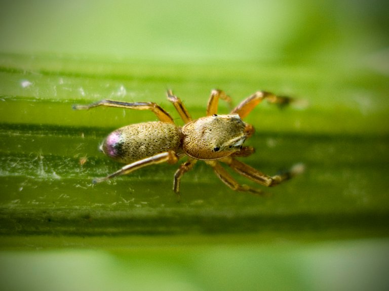 variablejumpingspider2_copy.jpg