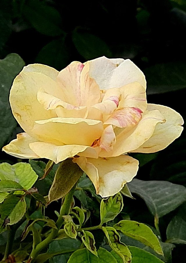 rosa_peace_flower_plant_1