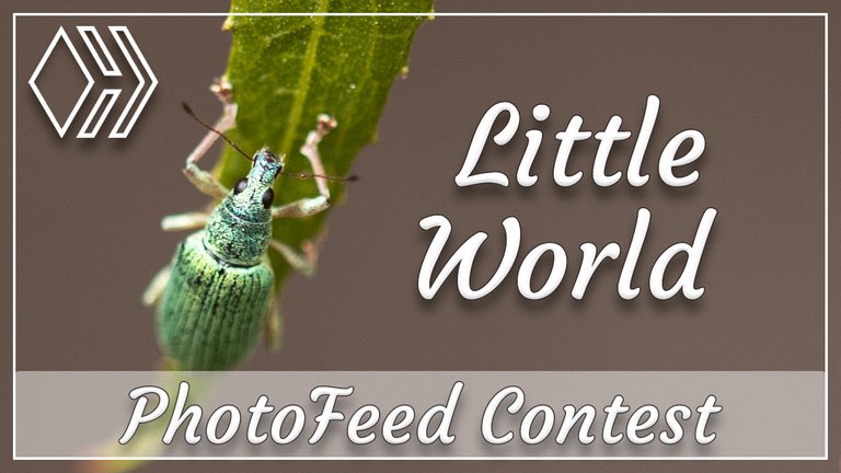 Little World - Hive | PhotoFeed Theme Contest - Macro Photography