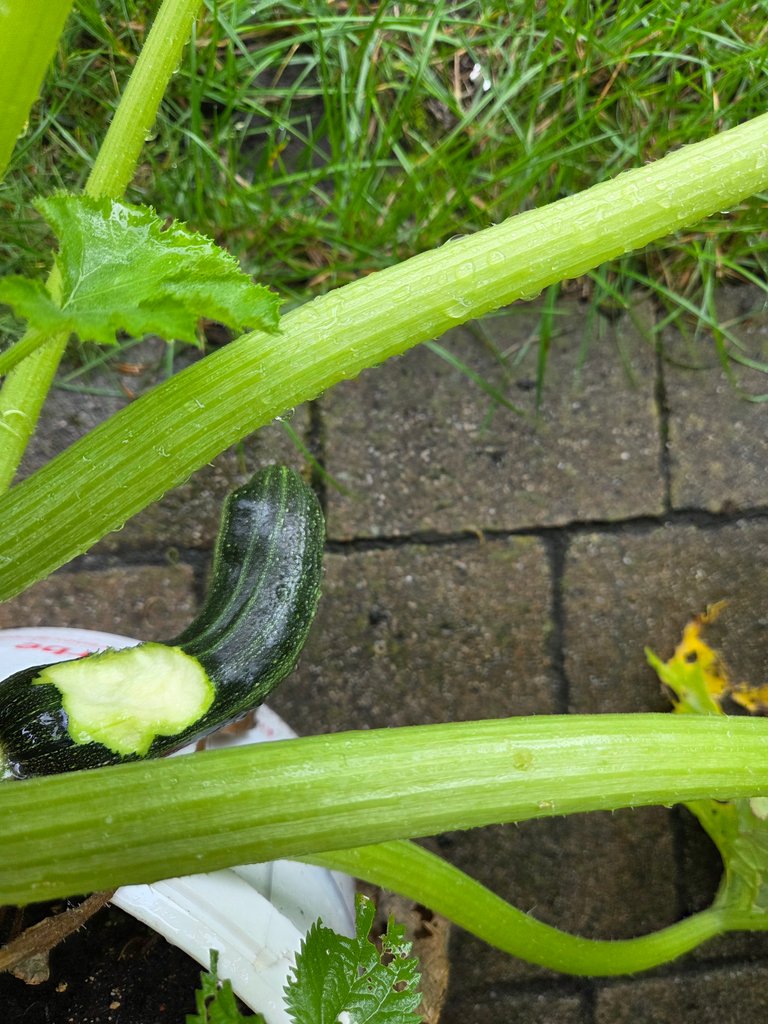 Someone likes my zucchini - Jemand mag meine Zucchini