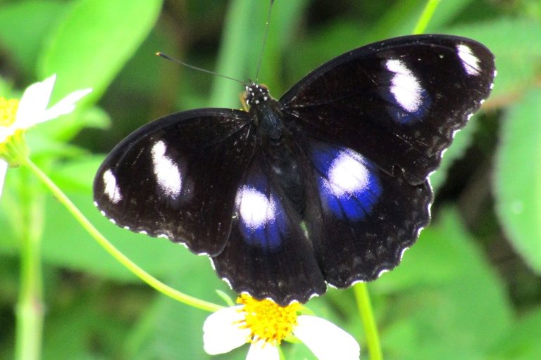 A Happy Butterfly 