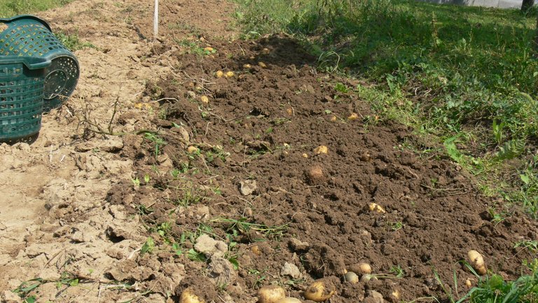 potato_harvest_belana_2021_1_.jpg