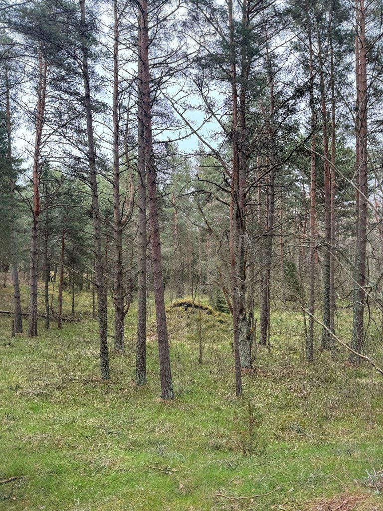 When its Greenery Everywhere