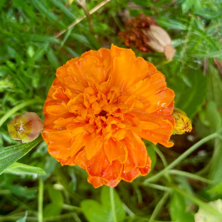 Orange 2