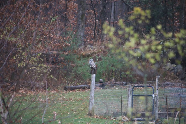 Owl in garden