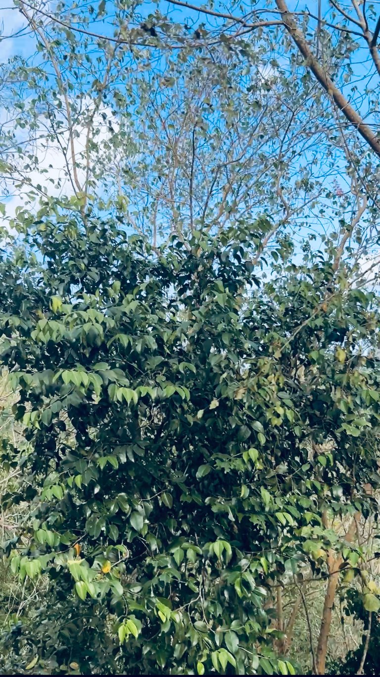 Image source: captured by me