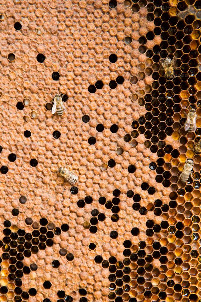 The Value of the Hive to Bees
