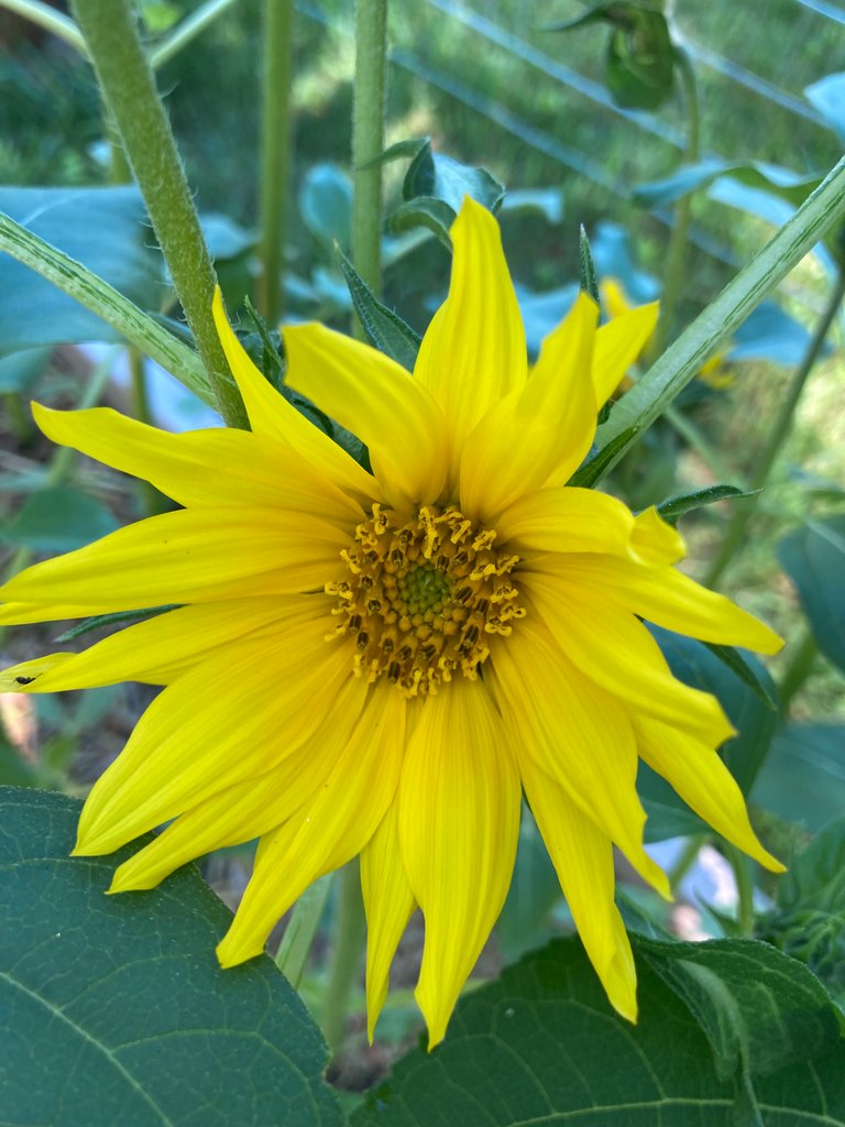 sunflower_2