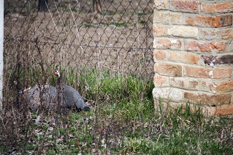 guineafowl_img_4512.jpg