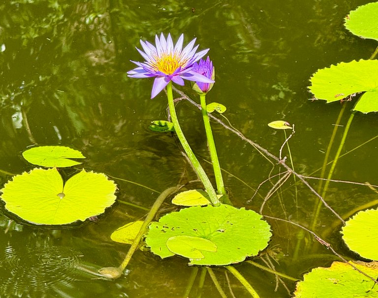 Lily pad
