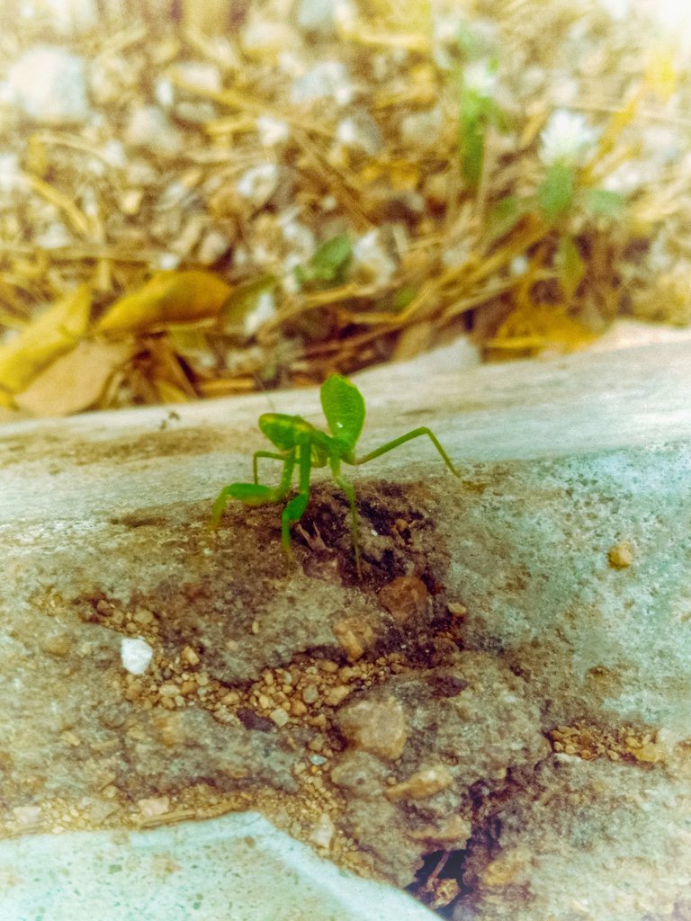 A lone praying mantis