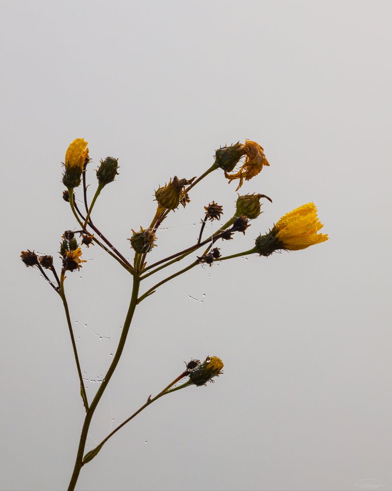 The Leaves are Falling - Autumn is here - Fog and Spider Webs