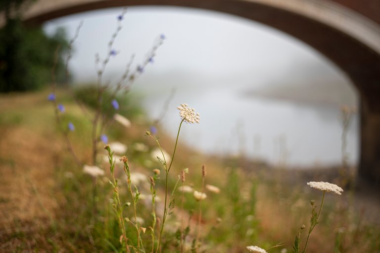 📸 Focus game: Old Bridge & Wildflowers