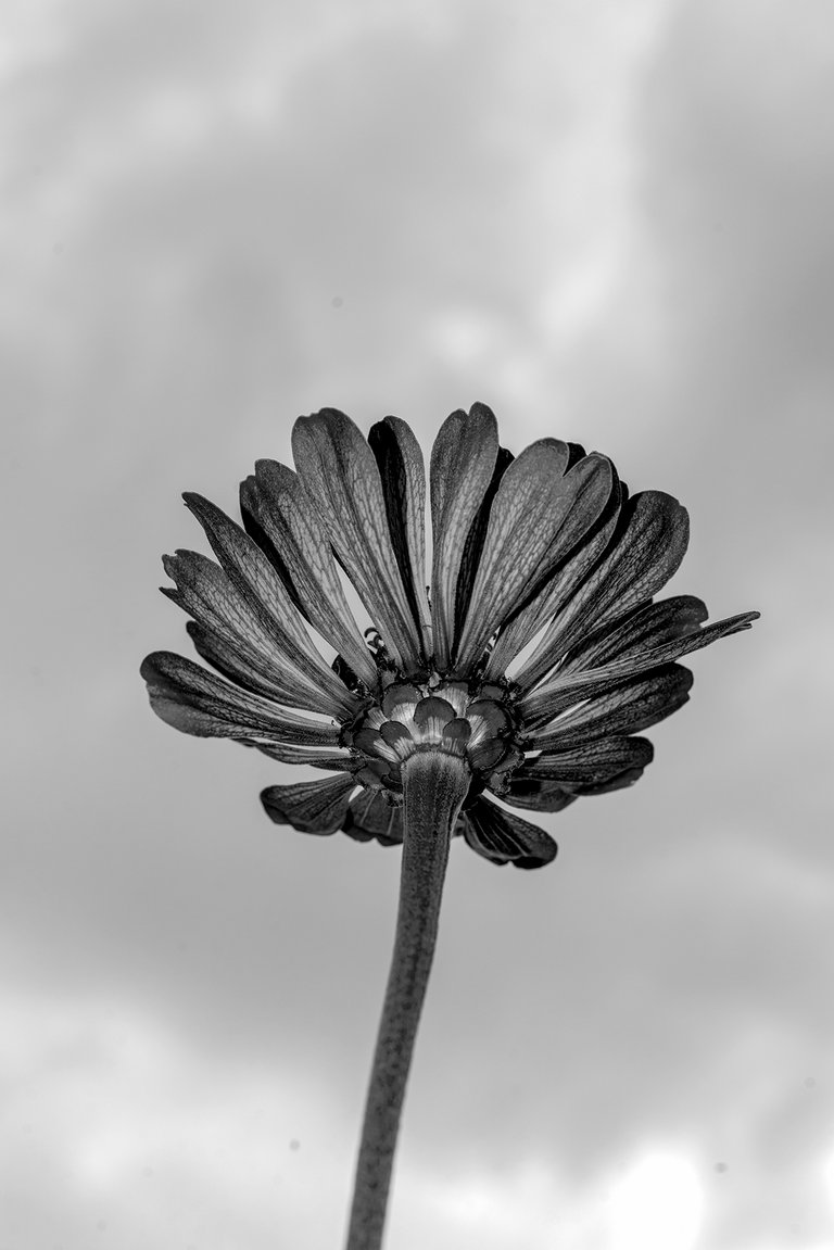 upward_flower_1.jpg